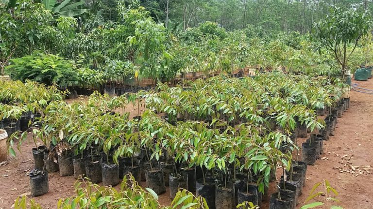 Kemarau, Petani Diingatkan Perhatikan Varietas Bibit