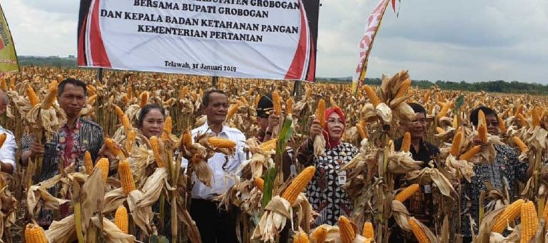 Grobogan Panen Raya Jagung, Pemerintah Diminta Batalkan Impor Jagung