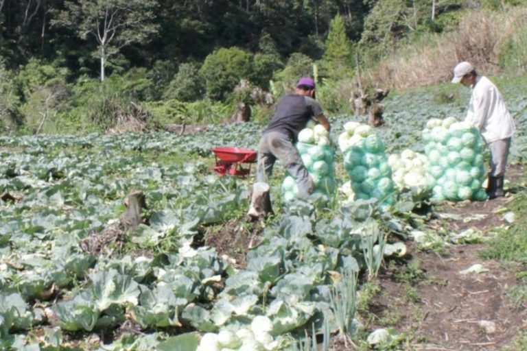 Harga Kubis Rp 1.500/Kg, Petani Sirampog Brebes Tunda Panen