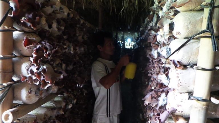 Petani Jamur Bermodal Rp 1 Juta Ini, Kini Beromzet Rp 120 Juta