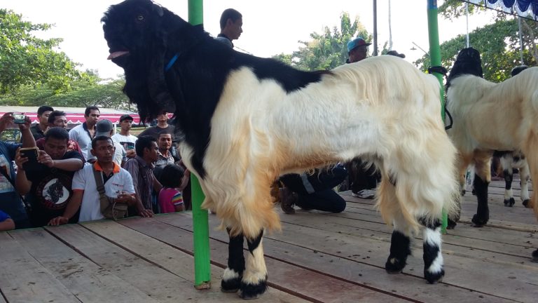 Keunikan Kontes Kambing Kaligesing Purworejo, Juara I Dijual Rp 500 Juta-an