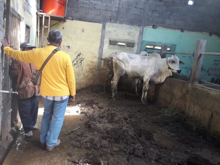 Usai Diberi Makan, Dua Ekor Sapi Warga Sumowono Dituntun Maling