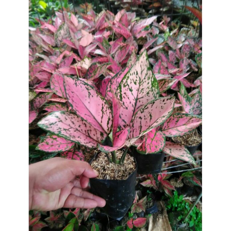 Bupati Mundjirin Dorong Aglaonema Jadi Potensi Baru Kabupaten Semarang