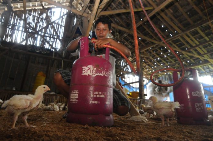Pekerja memasang instalasi Liquefied Petroleum Gas (LPG) yang dipasang pada kandang peternakan ayam di Manyaran, Karanggede, Boyolali, Jawa Tengah, Jumat (15/2/2019).