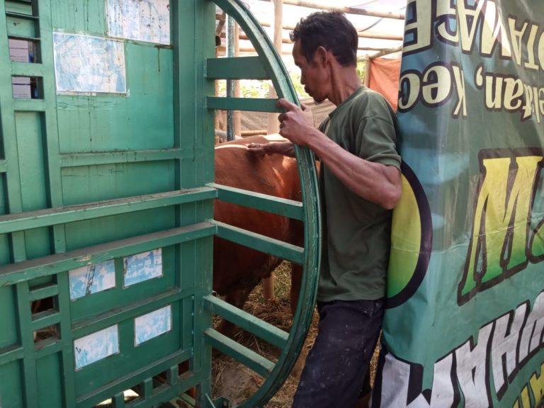 Karya Krenova Alat Perebah Sapi Mempermudah Proses Penyembelih