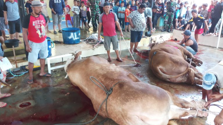 Sapi Kurban Ini Diklaim Terbesar di Tegal, Berapa Beratnya?