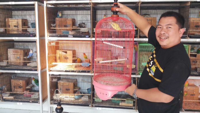 love-bird