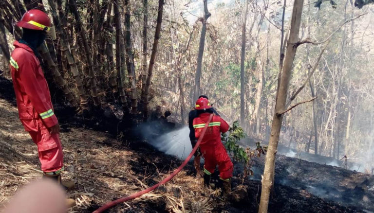 Lahan Jati Seluas 10 Hektar dan Lahan Makam Mount Carmel Terbakar