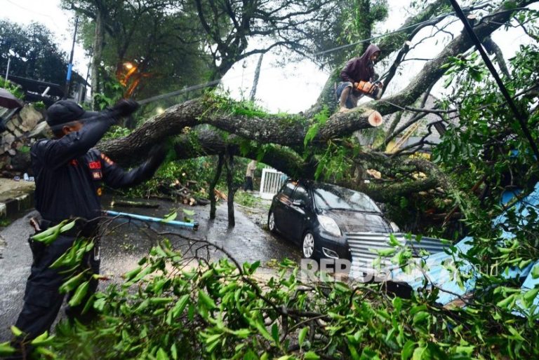 Puluhan Trembesi Sepanjang Jalan Karanganyar Demak Tumbang Timpa Mobil dan Motor