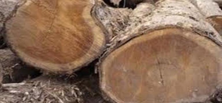 Mantan Pegawai Perhutani Dalangi Pencurian Satu Truk Kayu Jati Mantan Pegawai Perhutani Dalangi Pencurian Satu Truk Kayu Jati