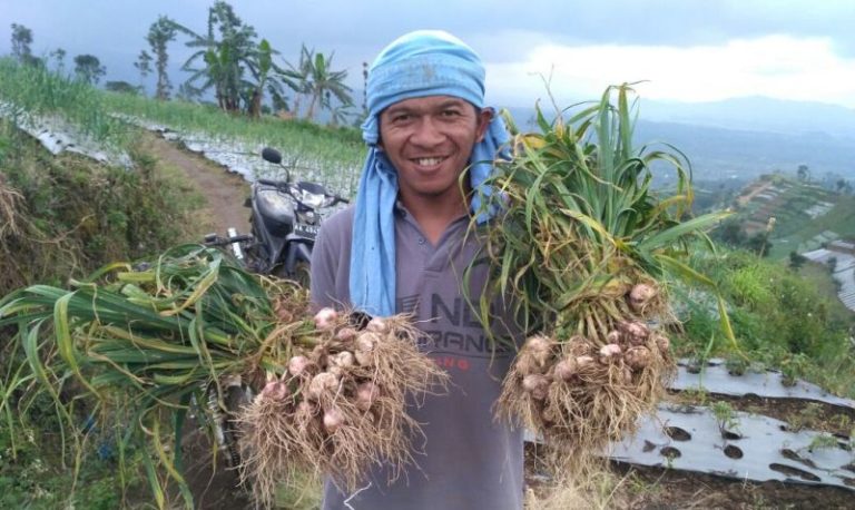 Bawang Putih Lokal Temanggung tak Terserap, 6.000 ASN Diwajibkan Beli 2 Kg/Orang