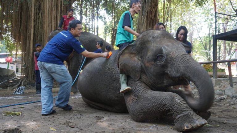 Stok Pakan Satwa Jurug Solo hanya Sampai Juni, Pengelola Tawarkan Donasi Adopsi