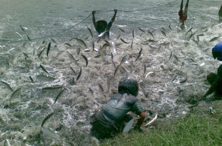 Petani Tambak Keluhkan Harga Bandeng Anjlok, Ini Solusi Kadin DKP Jateng