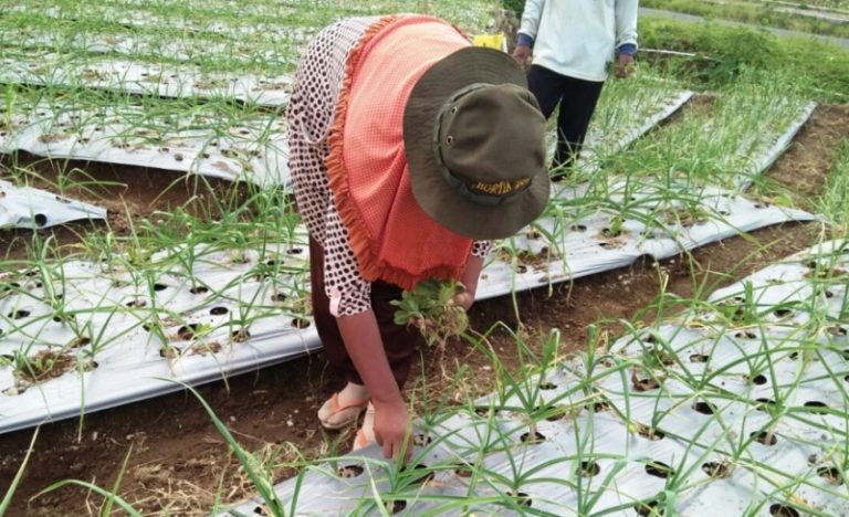 Petani Temanggung Tanam Tembakau di Sela Bawang Putih