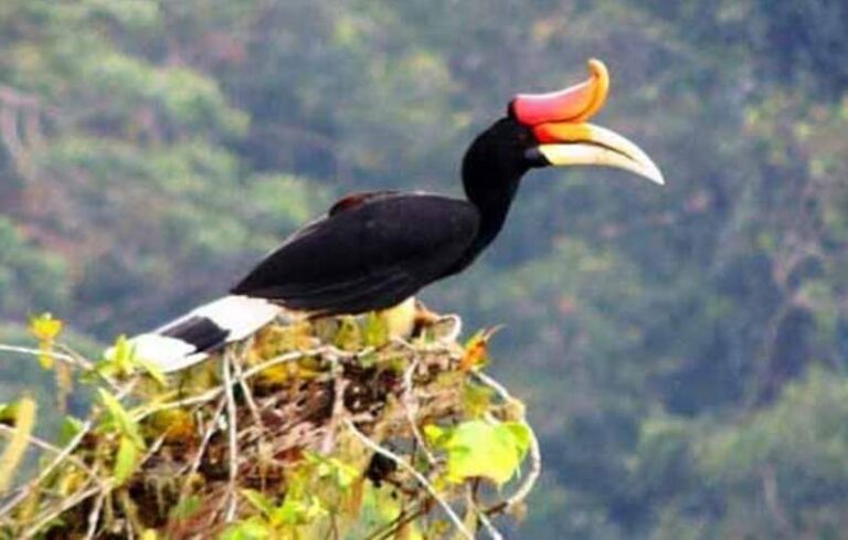 Nasib Kelam Burung Rangkong di Gunung Ungaran: Berjasa Besar pada Alam, Populasinya Makin Berkurang Nasib Kelam Burung Rangkong di Gunung Ungaran: Berjasa Besar pada Alam, Populasinya Makin Berkurang