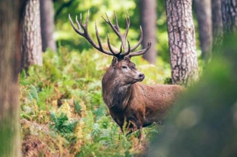 Aktivitas Wisata Alam Ditutup, Kijang hingga Lutung Bermunculan di Gunung Ungaran Aktivitas Wisata Alam Ditutup, Kijang hingga Lutung Bermunculan di Gunung Ungaran