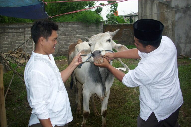 Petugas Peternakan Mulai Cek Kesehatan Hewan Kurban, Ini Ciri-ciri Sapi Cacingan