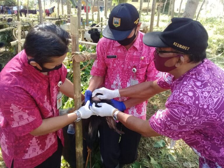 Penjual Hewan Kurban Harus Kantongi SKKH dan Izin Gugus Tugas Covid-19 Penjual Hewan Kurban Harus Kantongi SKKH dan Izin Gugus Tugas Covid-19