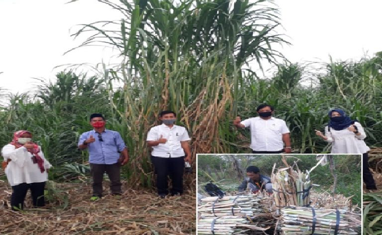 Harapan Baru Pembibitan Rumput Pak Chong, Petani Kadirejo Pabelan Raup Miliaran Rupiah