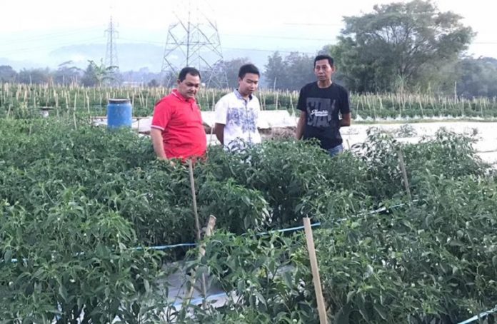 ngesti petani muda