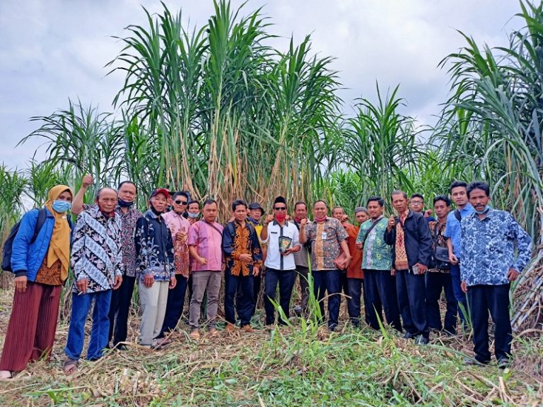 Budidaya Rumput Pak Chong Untungkan Peternak di Segala Musim
