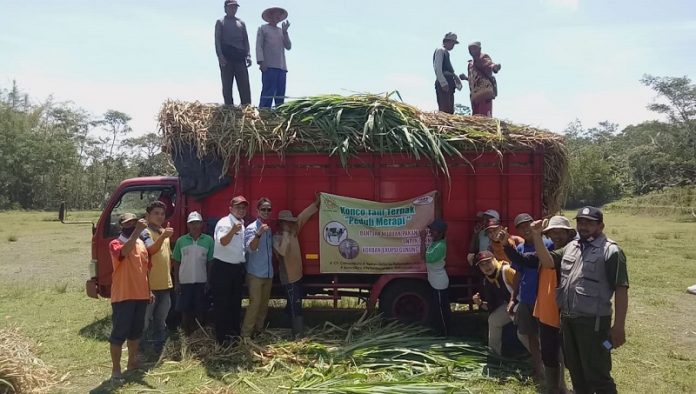 bantuan suket