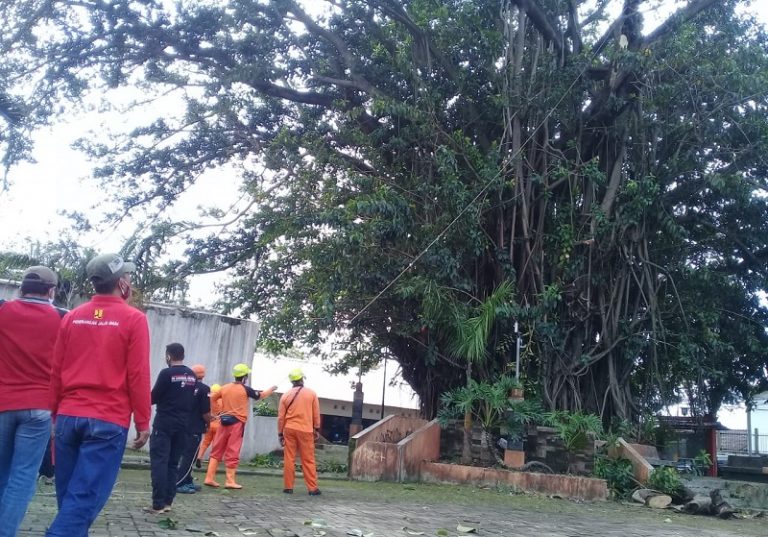 Ketika Pohon Ringin Beteng Ungaran Dipangkas, Datangkan Spiritualis dari Getasan