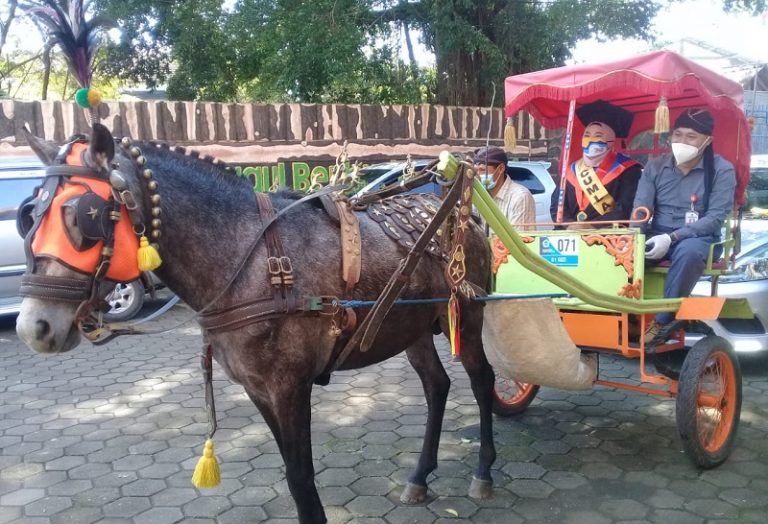 Lulus Cumlaude di UNW, Wisudawati Anak Tukang Pijat Ambarawa Bawa Andong