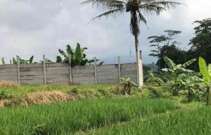 berkid sawah