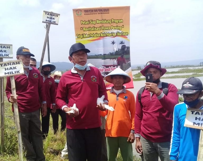 Dua Tahun Sawah Terendam, Petani Rawa Pening Surati Presiden