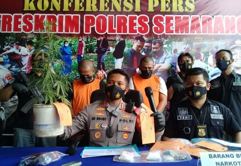 Kesulitan Membeli, Warga Jatijajar Bergas Tanam Ganja Dalam Pot