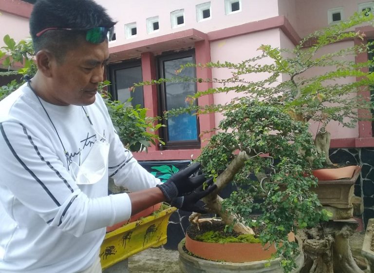 Potensi Baru, Bonsai Dikembangkan di Alun-Alun Bung Karno Ungaran