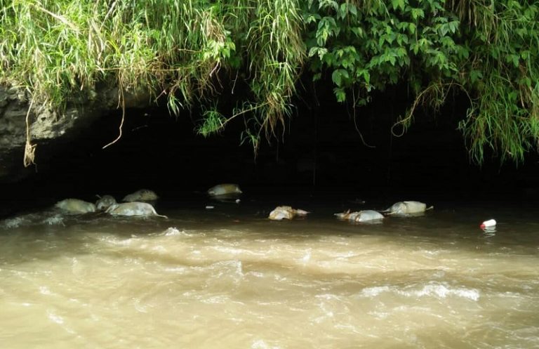Heboh! 97 Ekor Bangkai Kambing Suspek PMK Dibuang di Sungai Serang Susukan Heboh! 97 Ekor Bangkai Kambing Suspek PMK Dibuang di Sungai Serang Susukan