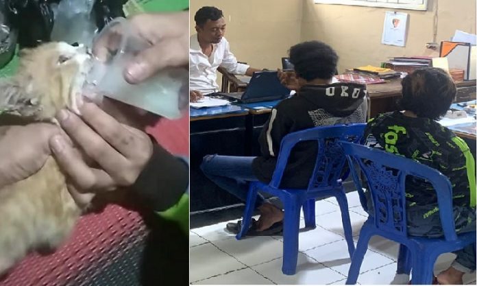 kucing mabok