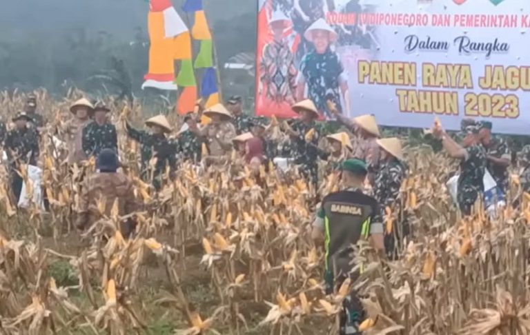Warga Bantir Sumowono dan TNI Panen Jagung di Lahan Tidur